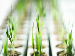 Barley grass plants growing in small pots