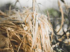 Wild wheat grains with an out of focus background